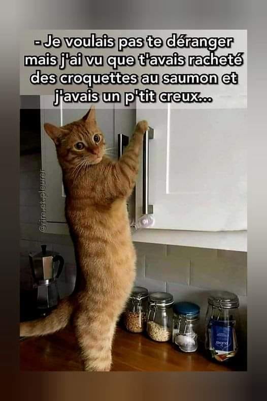 image drole chat