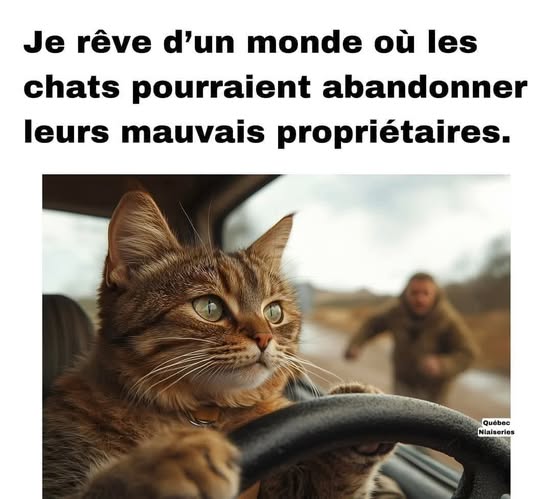 image drole revanche des chats abandonnes