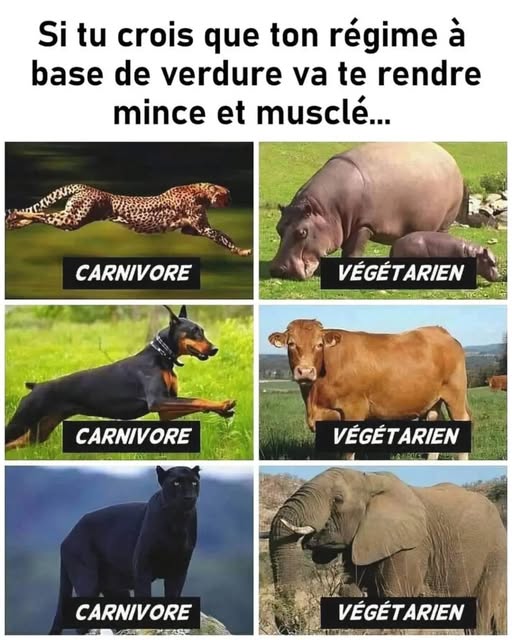 image drole vegetarien vs carnivore