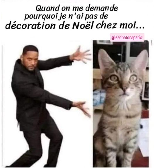 image drole chat et decoration de noel