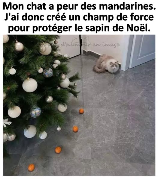 image drole chat et le sapin de noel