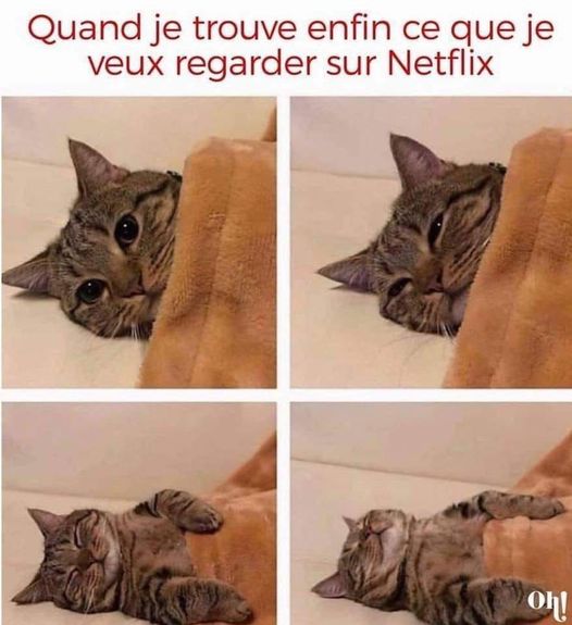 image drole chat et netflix