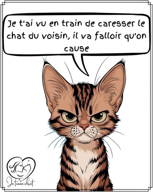 image drole chat jaloux