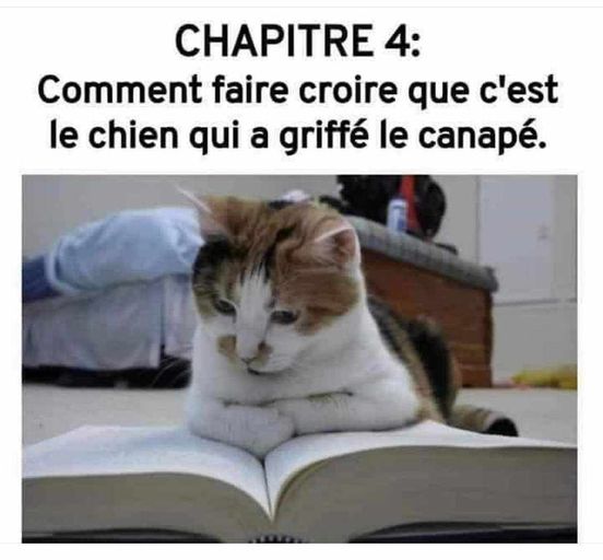 image drole chat qui cherche des excuses