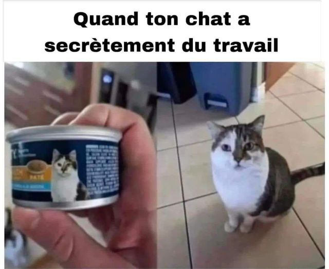 image drole chat travaille